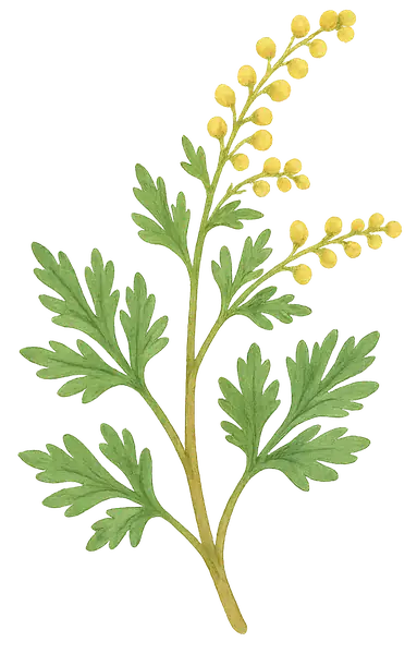 AJENJO
