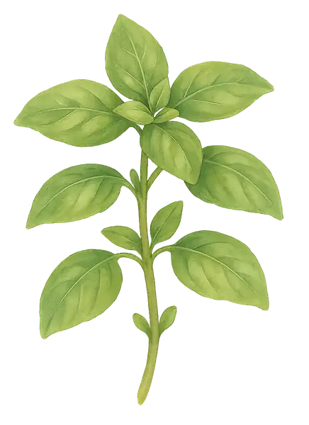 ALBAHACA