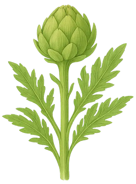 ALCACHOFA