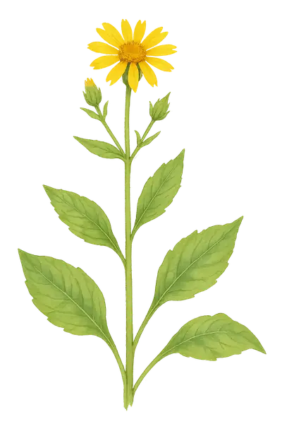 ARNICA