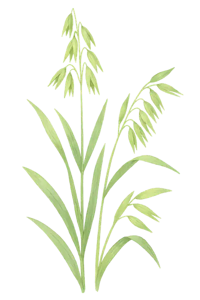 AVENA