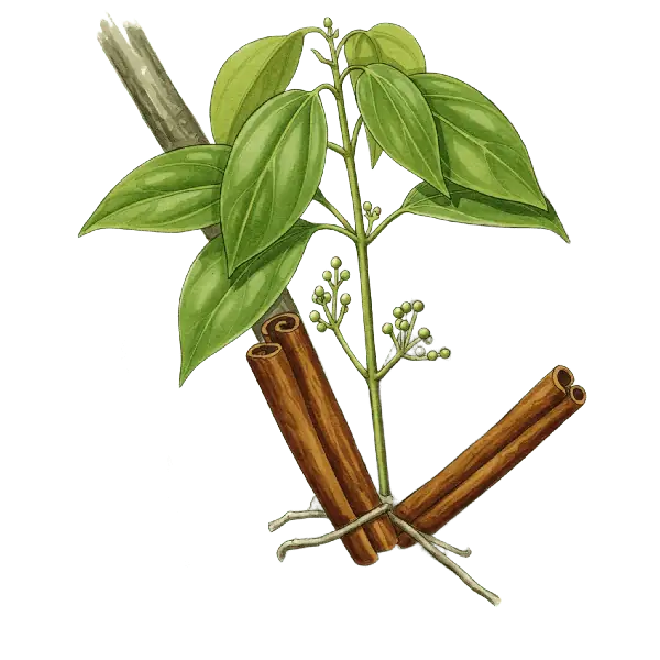 CANELA