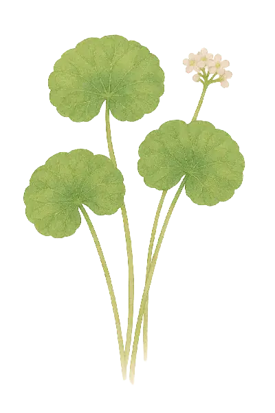 CENTELLA ASIATICA