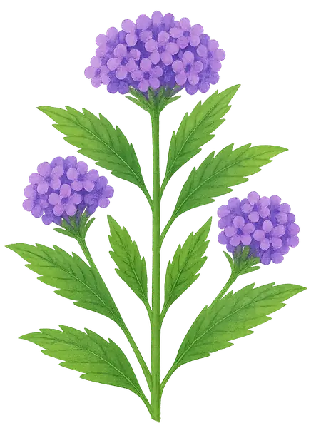 CIDRON