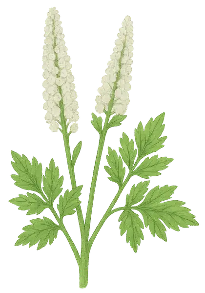 CIMICIFUGA