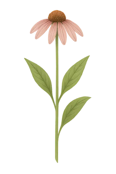 EQUINACEA