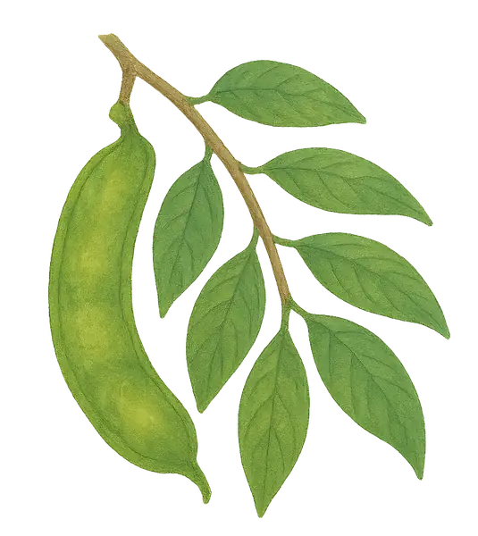 GUABA