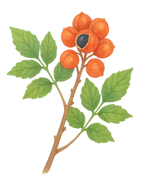 GUARANA