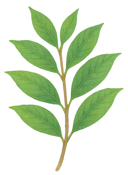 GUAYUSA