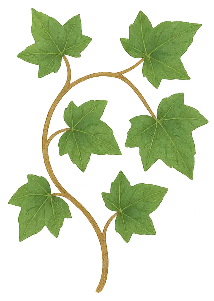 HIEDRA