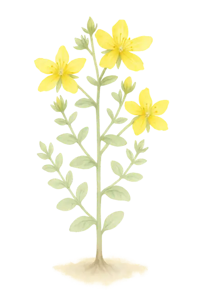 HIERBA DE SAN JUAN