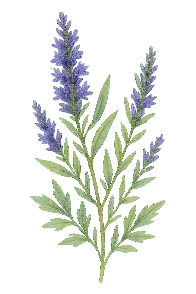 HISOPO