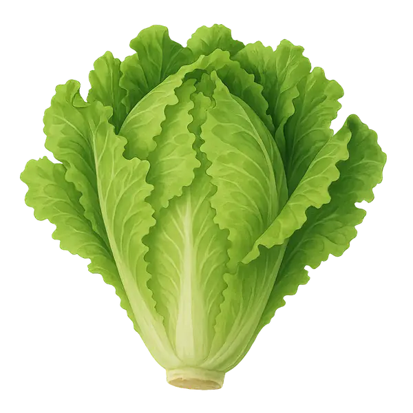 LECHUGA