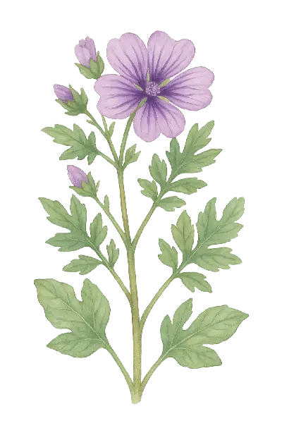 MALVA