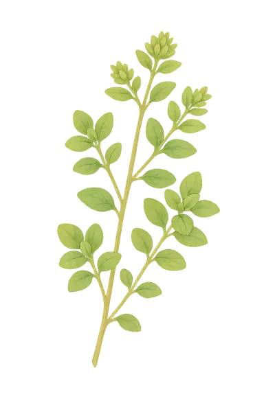 MEJORANA