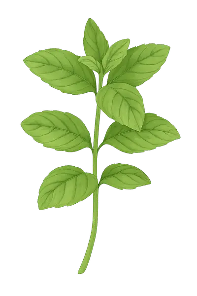 MENTA