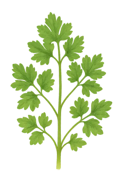 PEREJIL
