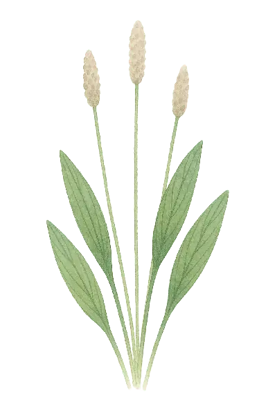 PSYLLIUM