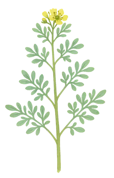 RUDA