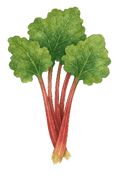 RUIBARBO