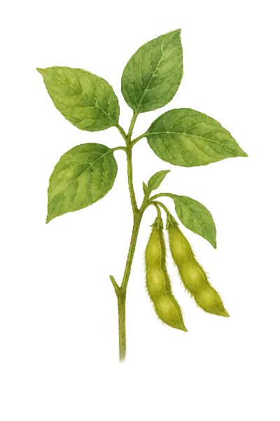 SOYA