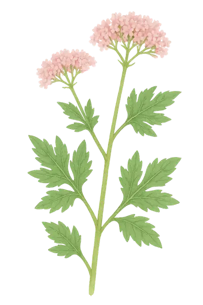 VALERIANA PAVONII