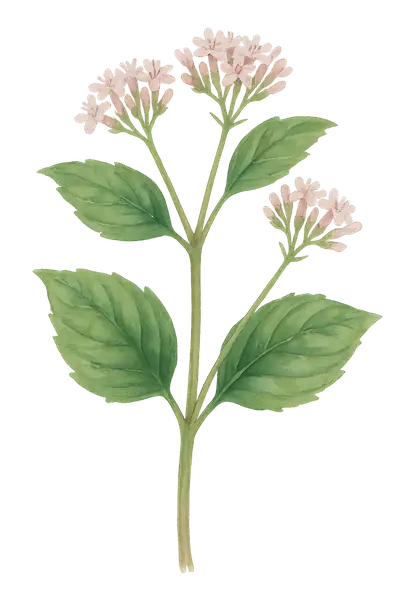 VALERIANA SCANDENS