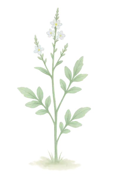 VERBENA LITTORALIS