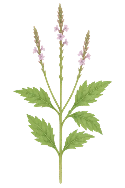 VERBENA OFFICINALIS