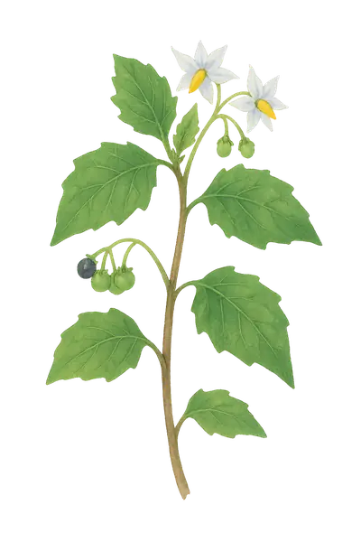 YERBAMORA
