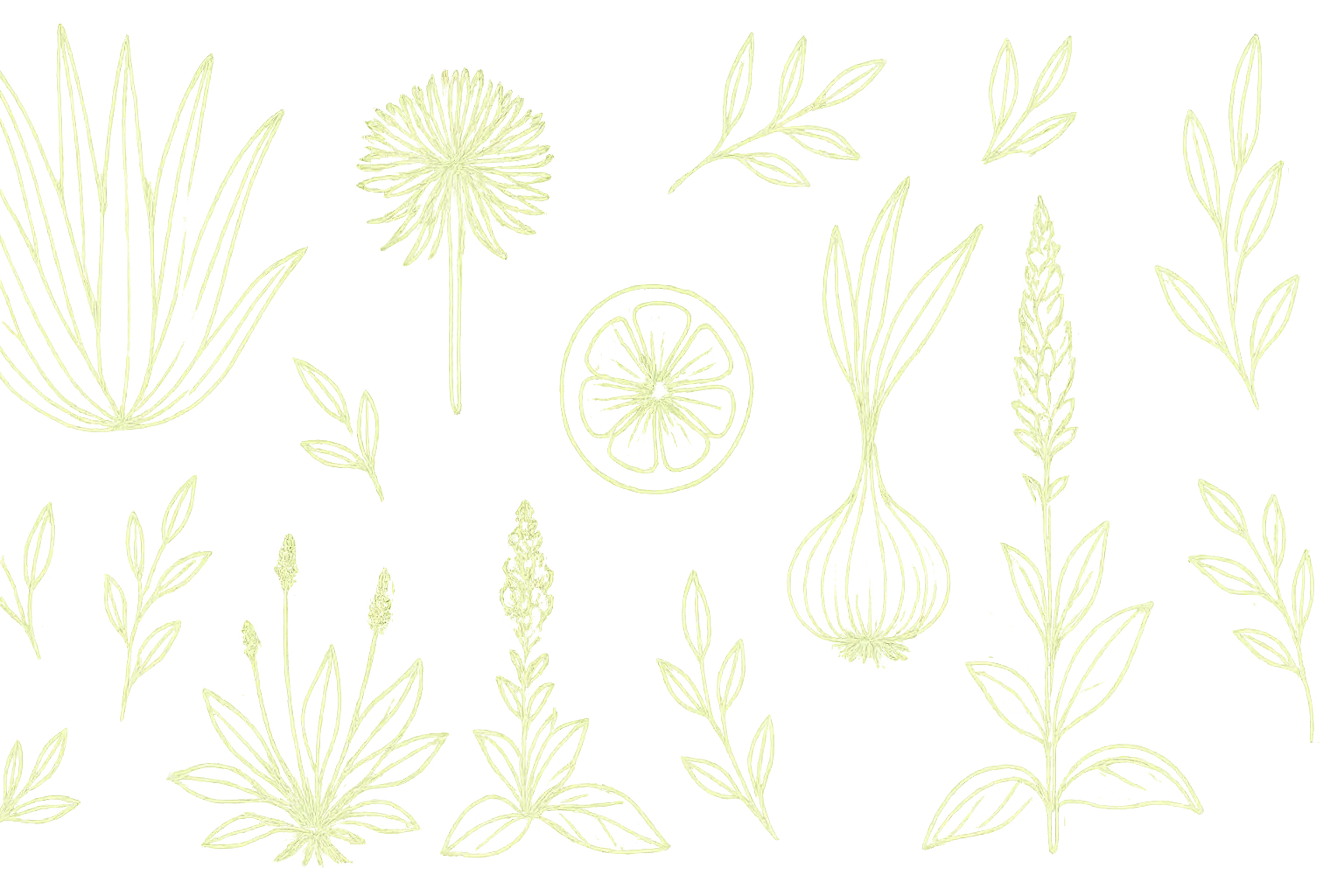 Herbs and botanical background